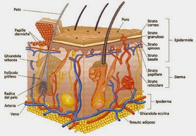 Anatomia del cuoio capelluto-