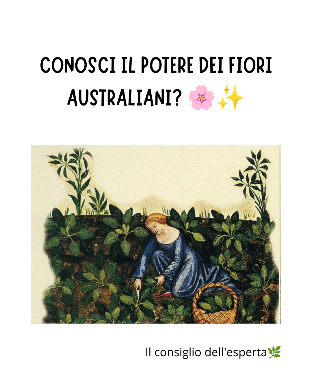 I FIORI AUSTRALIANI ERBORISTERIA SCANDELLARI NONANTOLA MODENA